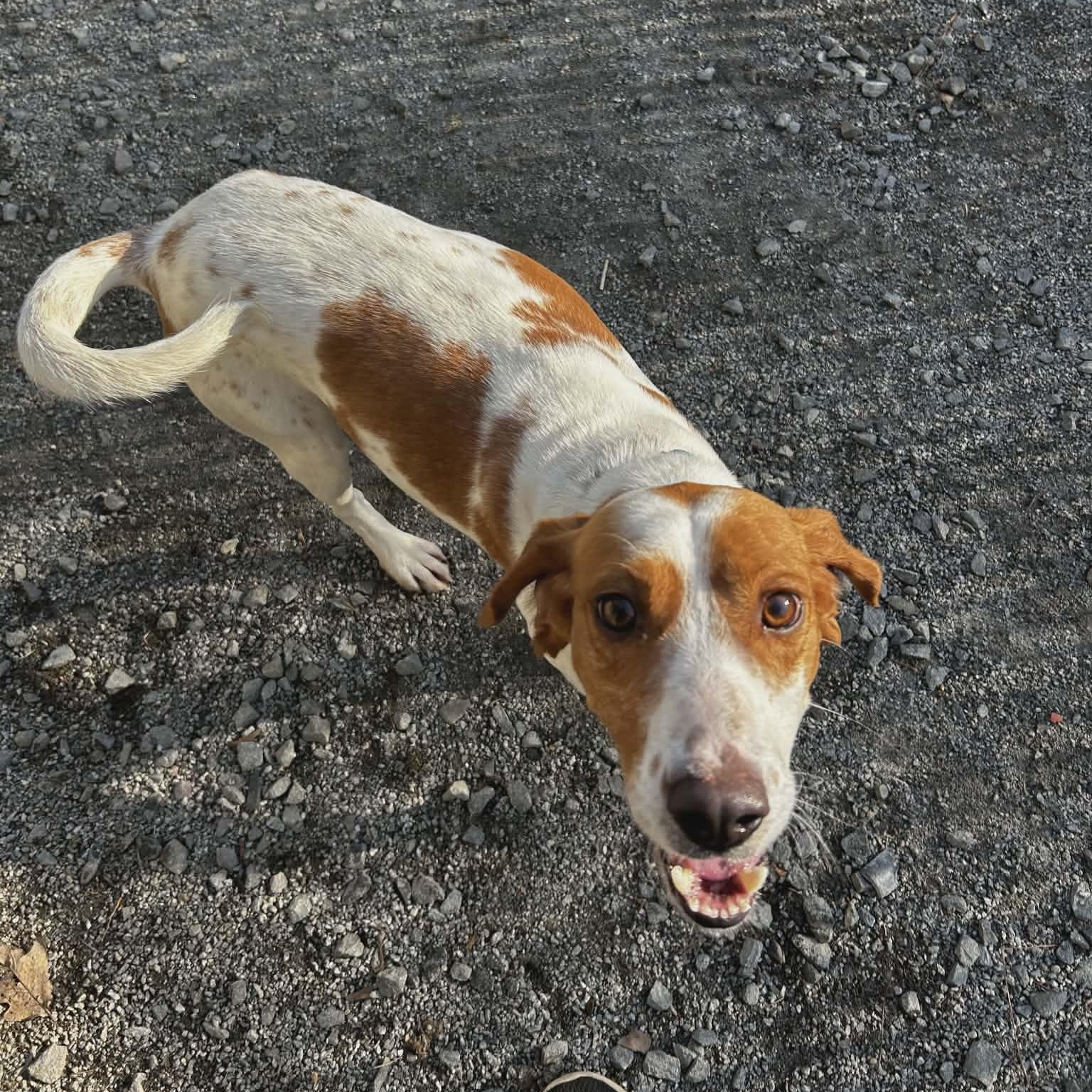 Enlarge Rex, an adoptable Beagle in Orange, VA image 2/3