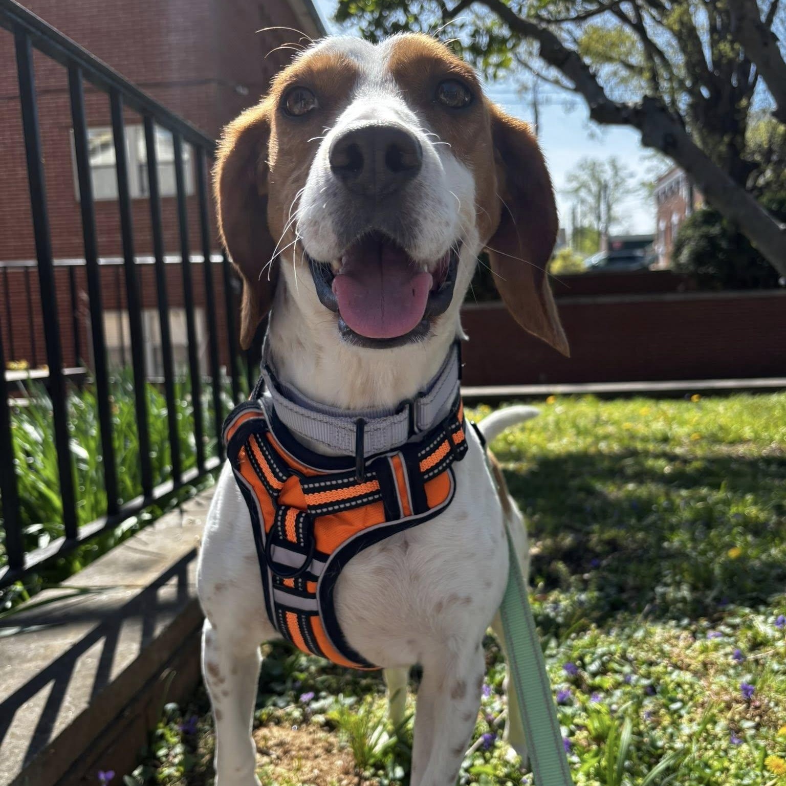 Enlarge Rex, an adoptable Beagle in Orange, VA image 1/3
