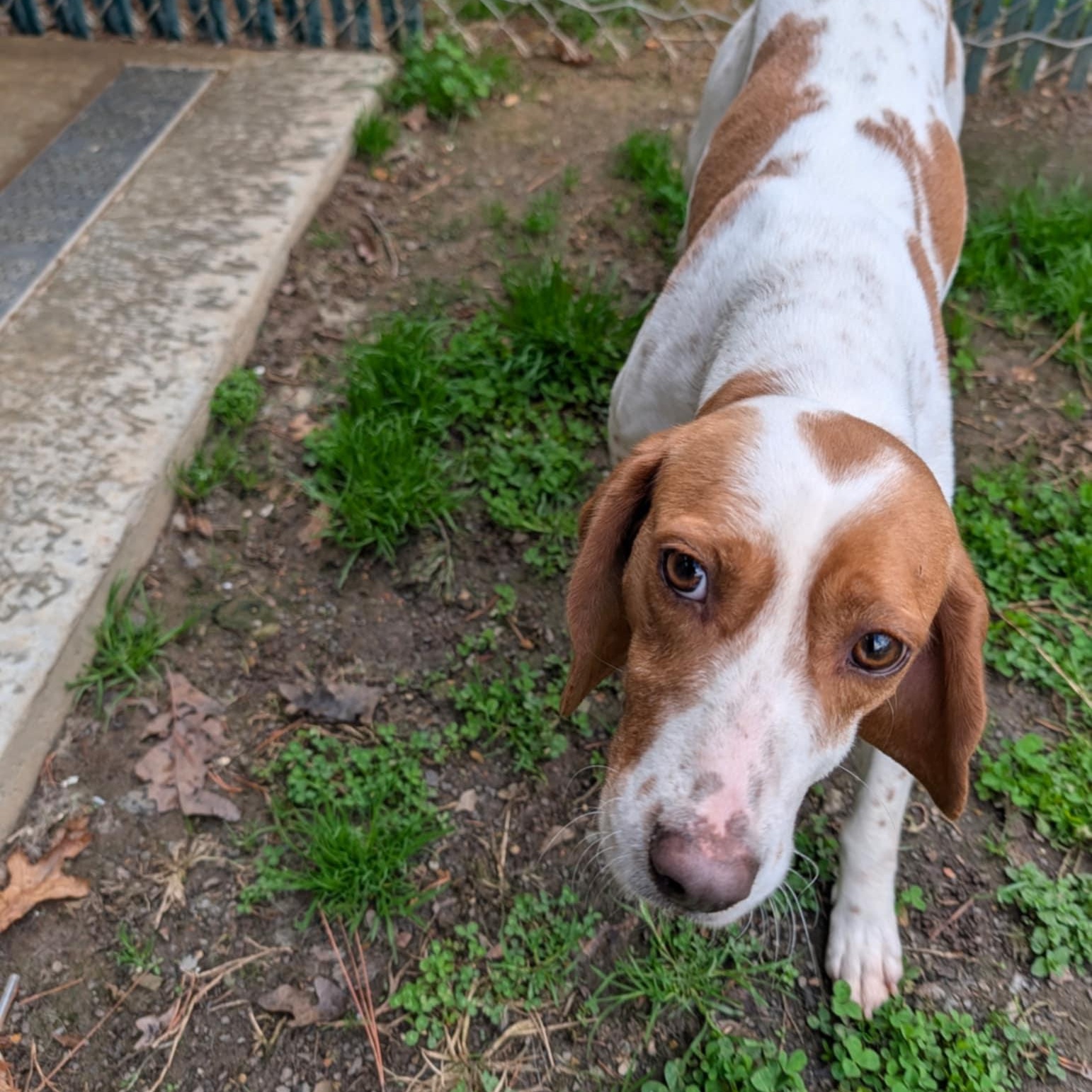 Enlarge Rex, an adoptable Beagle in Orange, VA image 3/3