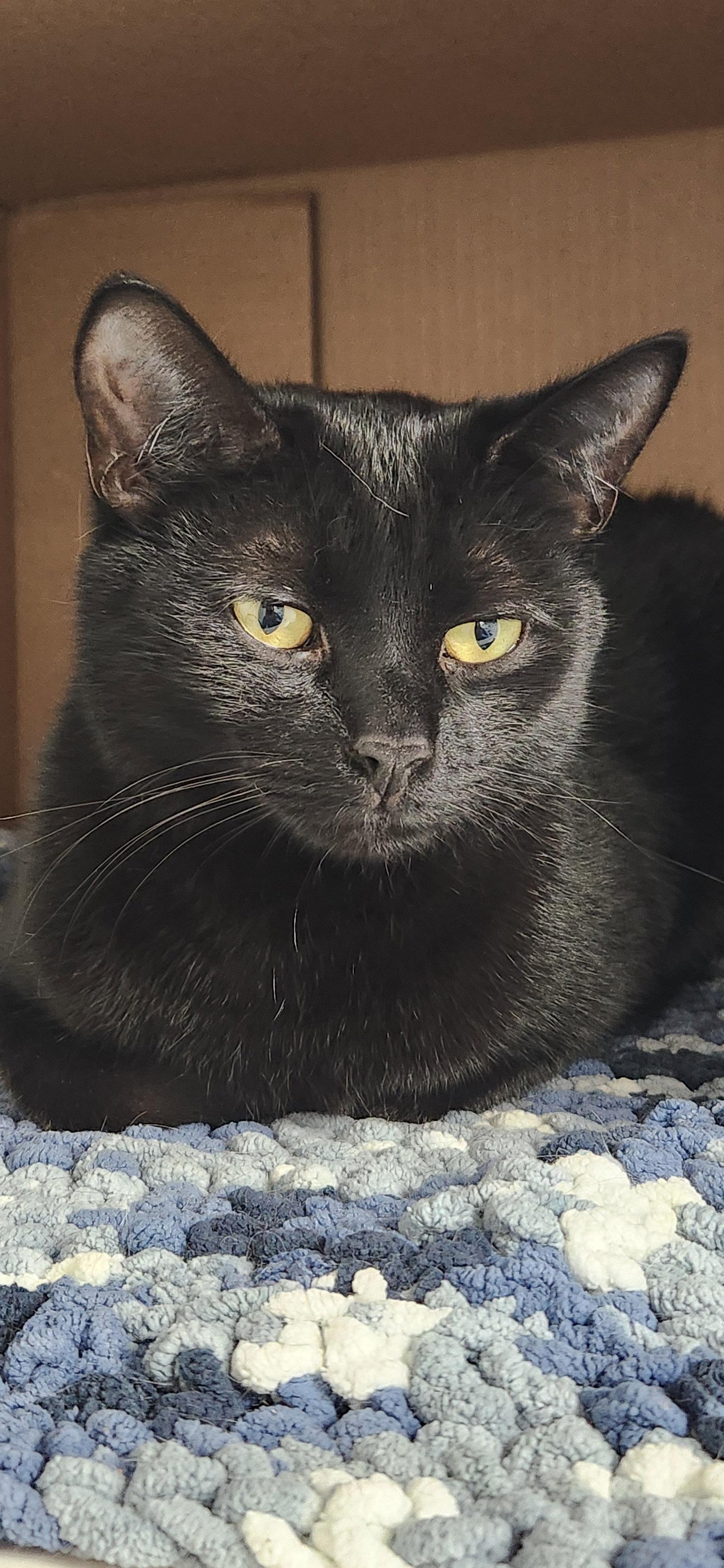 Enlarge Binx MT, a Adoptable Domestic Short Hair in Herndon, VA image 1/2