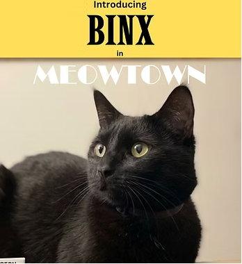 Enlarge Binx MT, a Adoptable Domestic Short Hair in Herndon, VA image 2/2