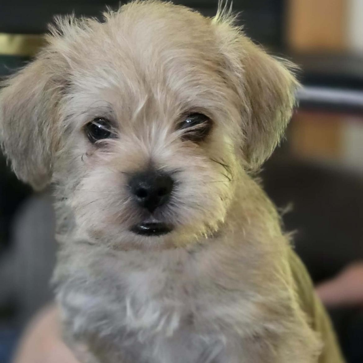 Hop, ADOPTABLE, Puppy Male Yorkshire Terrier & Chihuahua.