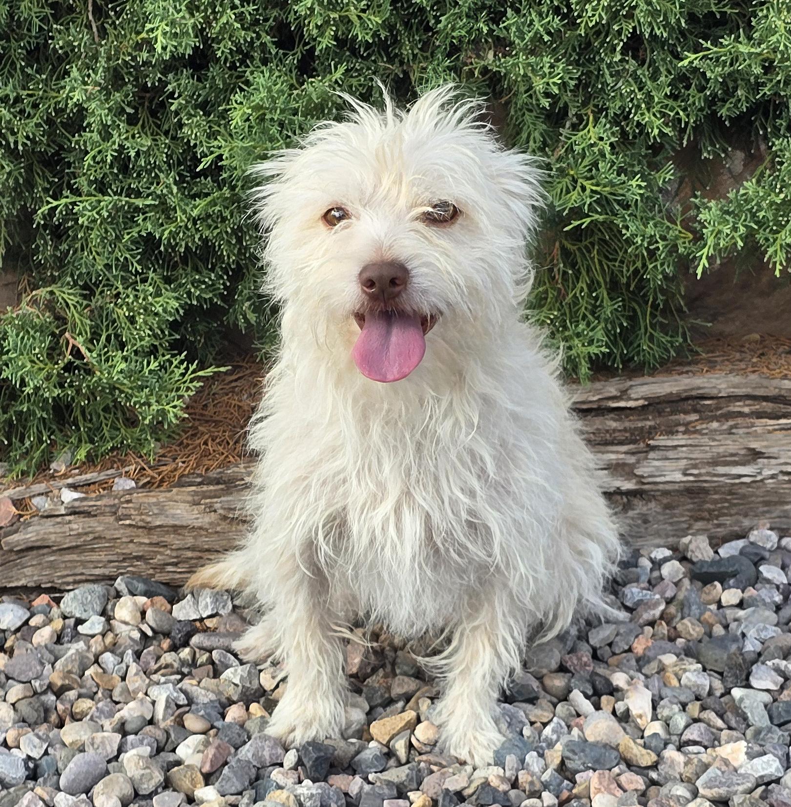 Remarkable Lil Mr Rubens - Terripoo, Adoptable, Young Male Norfolk Terrier & Poodle (Toy).