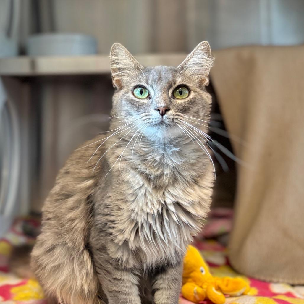 Enlarge Tamagotchi, a Adoptable Domestic Medium Hair in Nashville, IN image 1/5