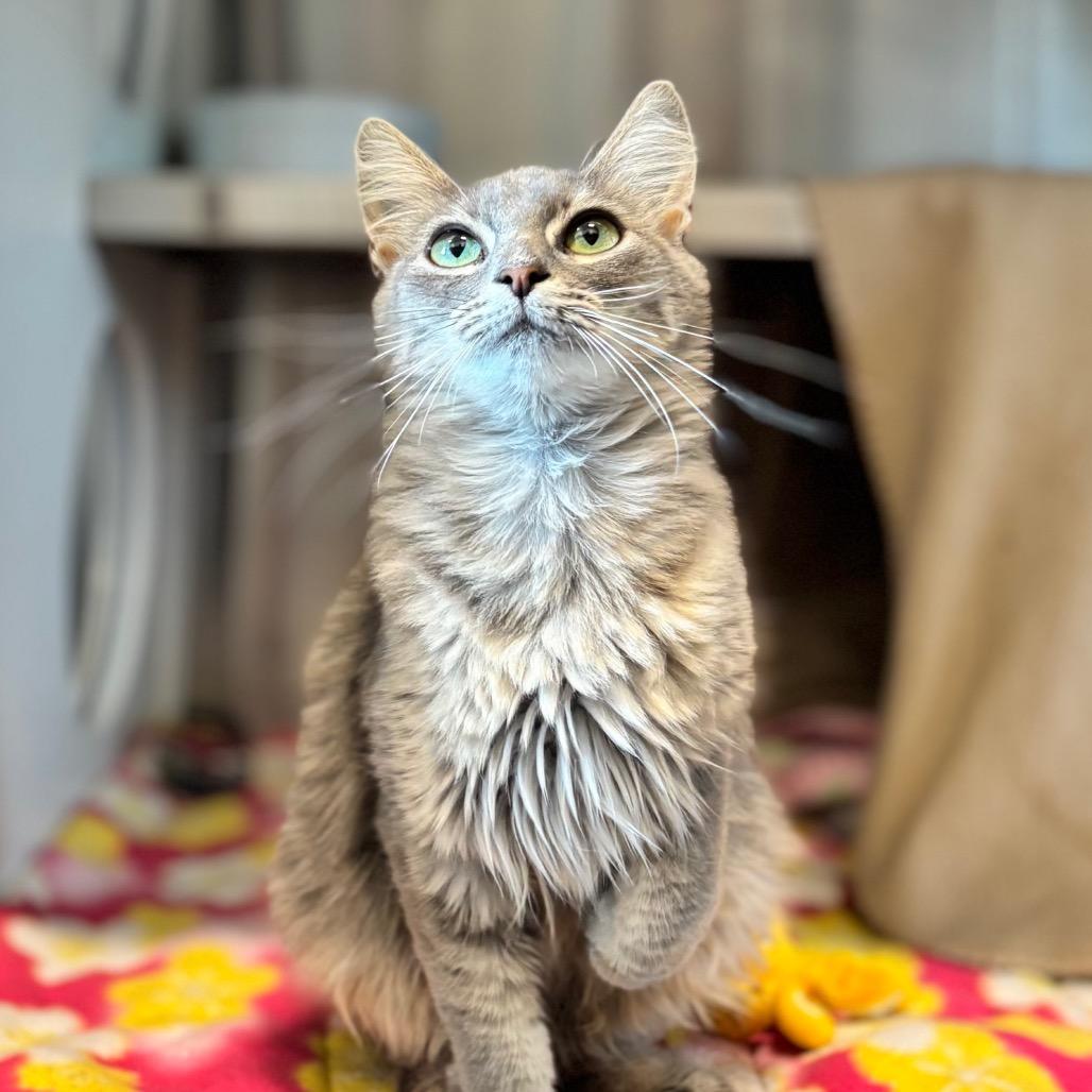 Enlarge Tamagotchi, a Adoptable Domestic Medium Hair in Nashville, IN image 2/5