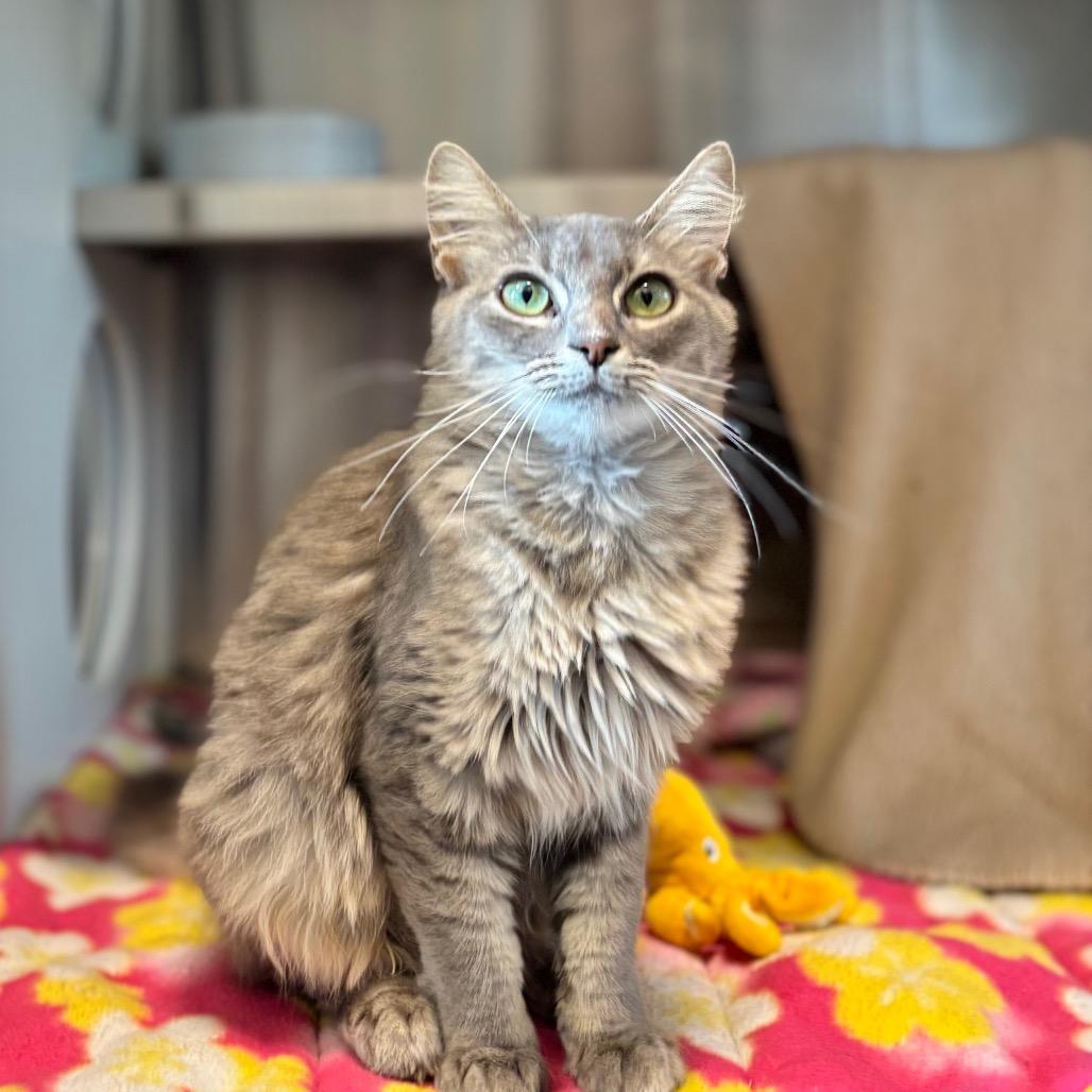 Enlarge Tamagotchi, a Adoptable Domestic Medium Hair in Nashville, IN image 3/5