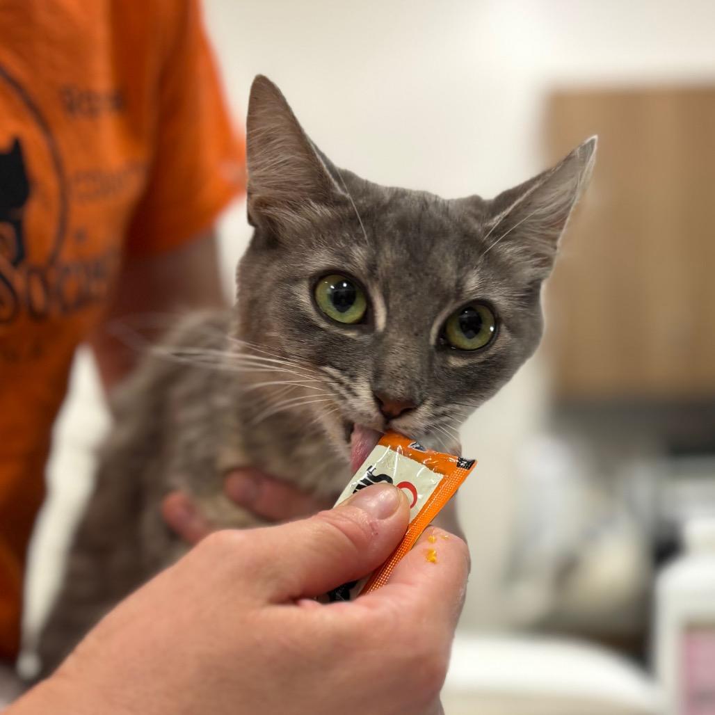 Enlarge Tamagotchi, a Adoptable Domestic Medium Hair in Nashville, IN image 4/5