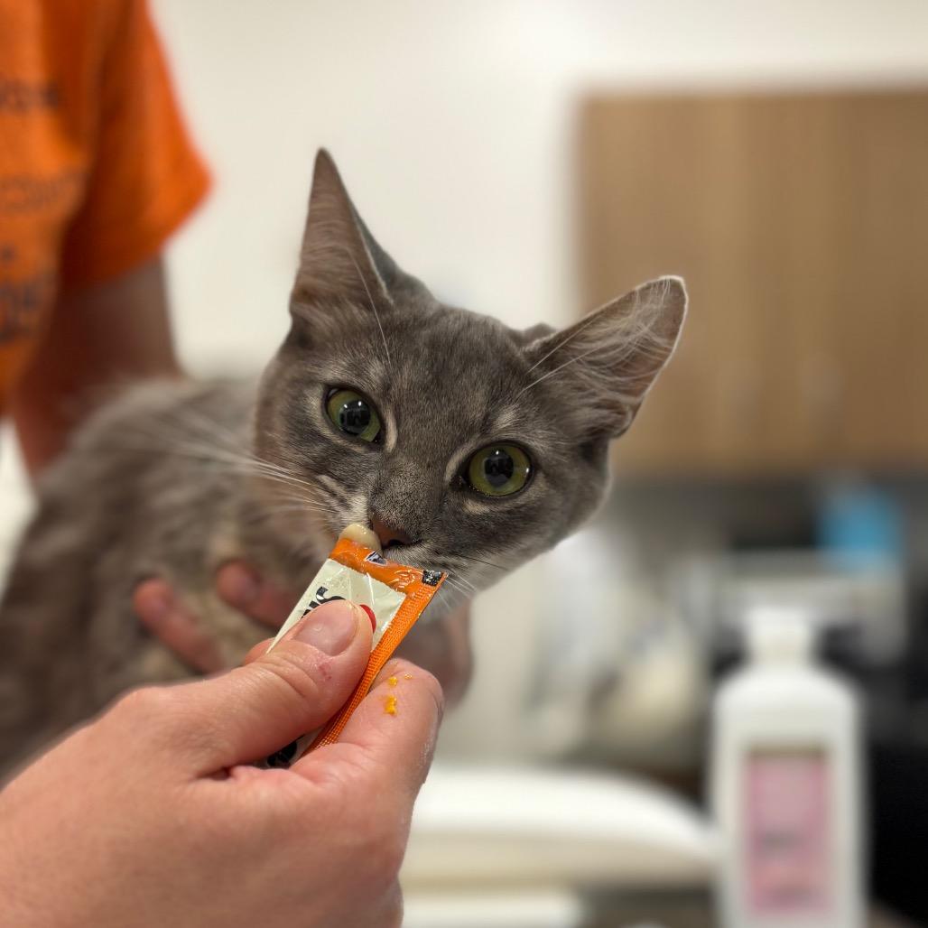 Enlarge Tamagotchi, a Adoptable Domestic Medium Hair in Nashville, IN image 5/5