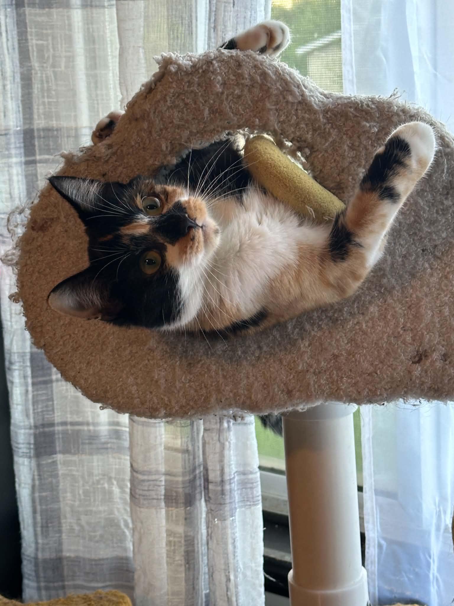 Bernadette, Adoptable, Young Female Calico & Domestic Short Hair.