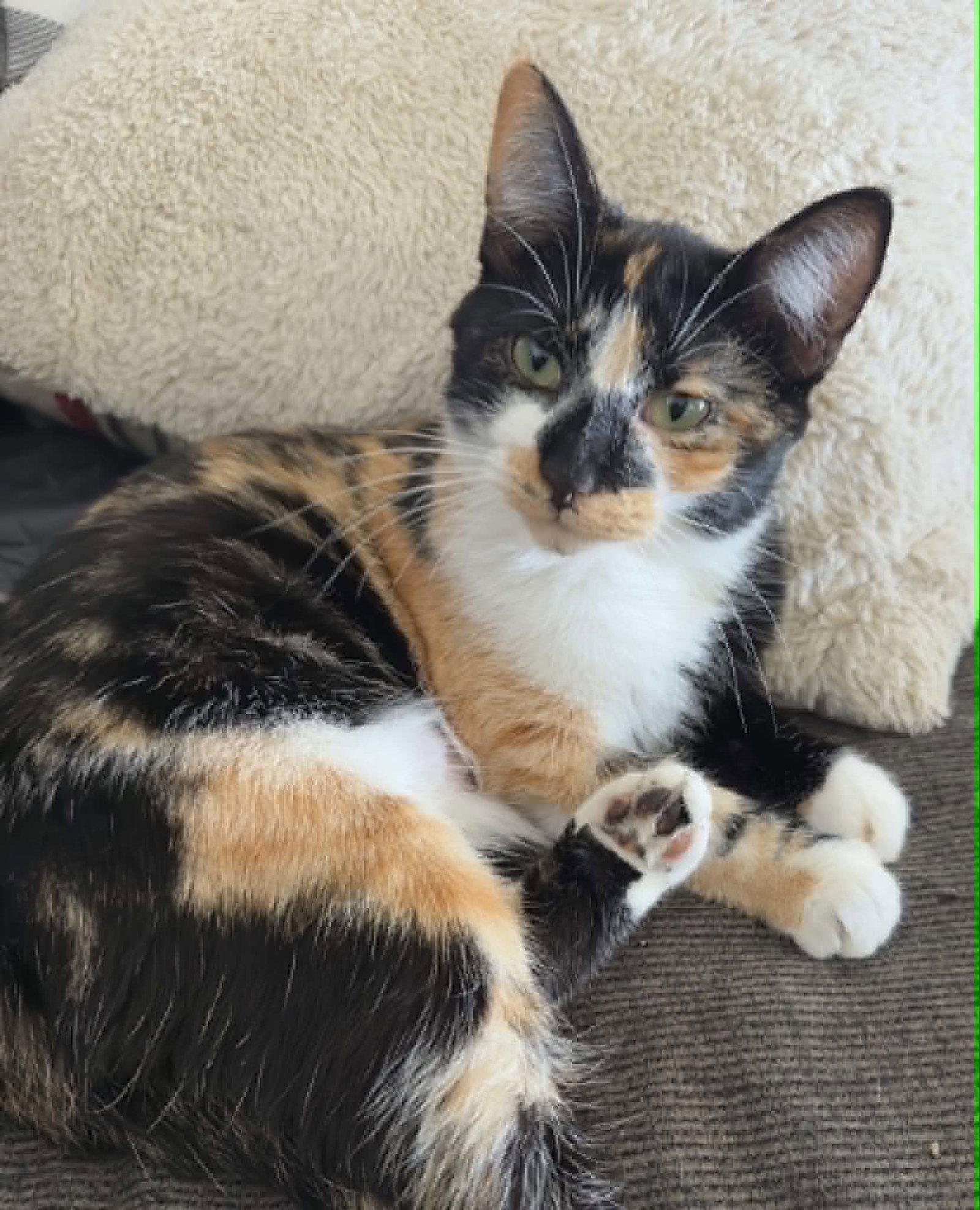Enlarge Bernadette, a Adoptable mixed breed in Mankato, MN image 2/3