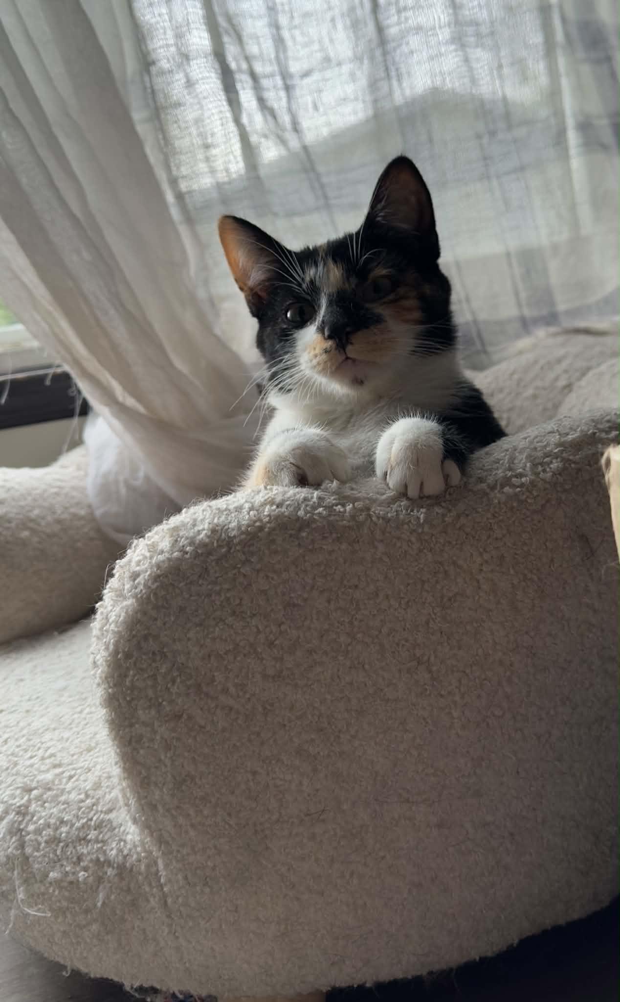 Enlarge Bernadette, a Adoptable mixed breed in Mankato, MN image 3/3