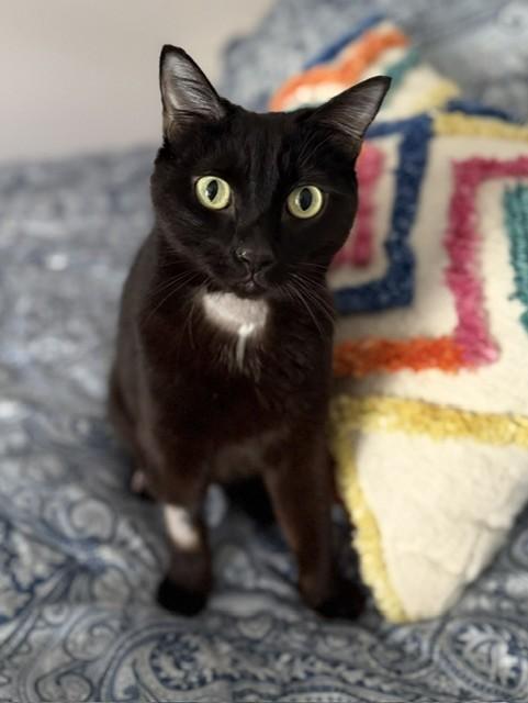 CHRISTOPHER ROBIN, Adoptable, Young Male Domestic Short Hair.