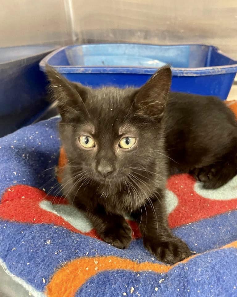 RIPLEY, Adoptable, Young Female Domestic Short Hair & Domestic Short Hair.