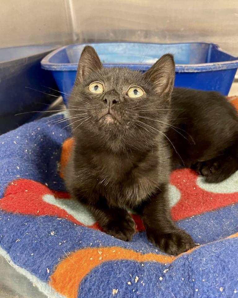 RIPLEY, a Adoptable mixed breed in Massapequa, NY image 2/5