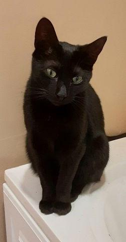 RIPLEY, a Adoptable mixed breed in Massapequa, NY image 3/5