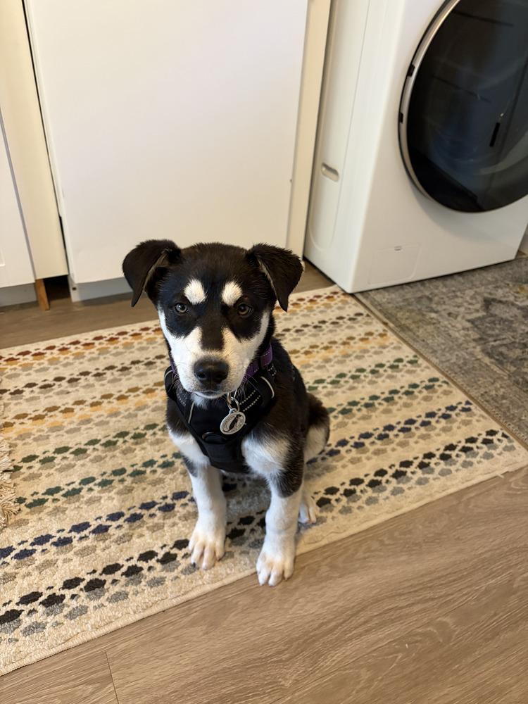 Enlarge Cedar, a Adoptable mixed breed in Denver, CO image 1/4