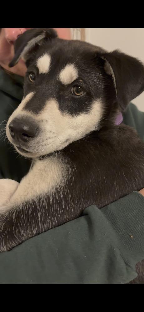 Enlarge Cedar, a Adoptable mixed breed in Denver, CO image 4/4