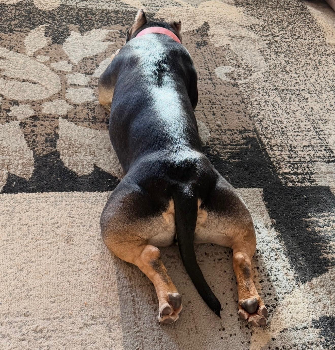 Enlarge Vivienne Walker, an adopted mixed breed in Boardman, OH image 3/6