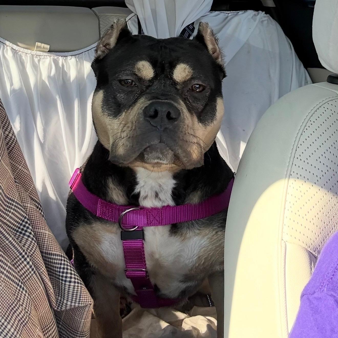 Enlarge Vivienne Walker, an adopted mixed breed in Boardman, OH image 1/6