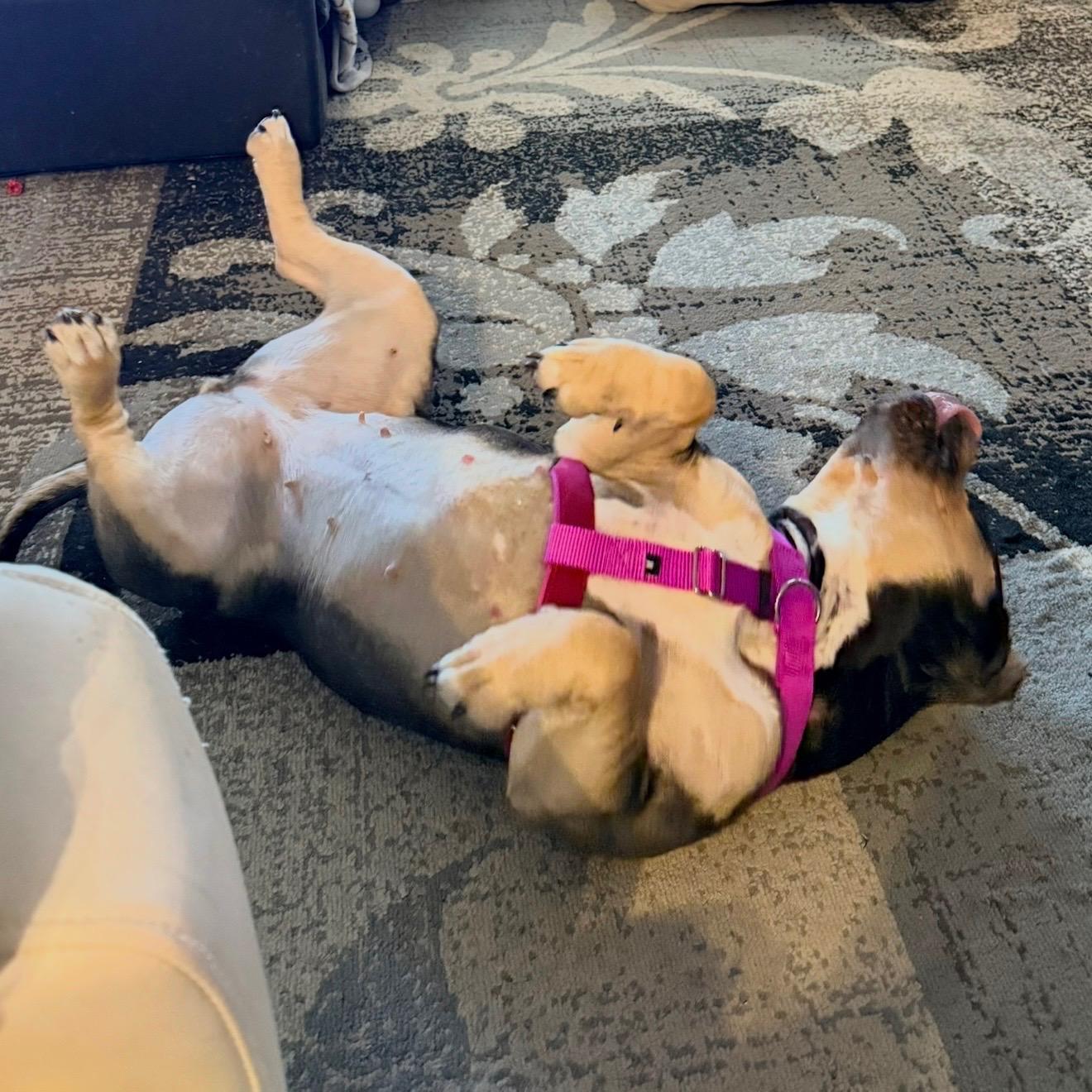 Enlarge Vivienne Walker, an adopted mixed breed in Boardman, OH image 6/6