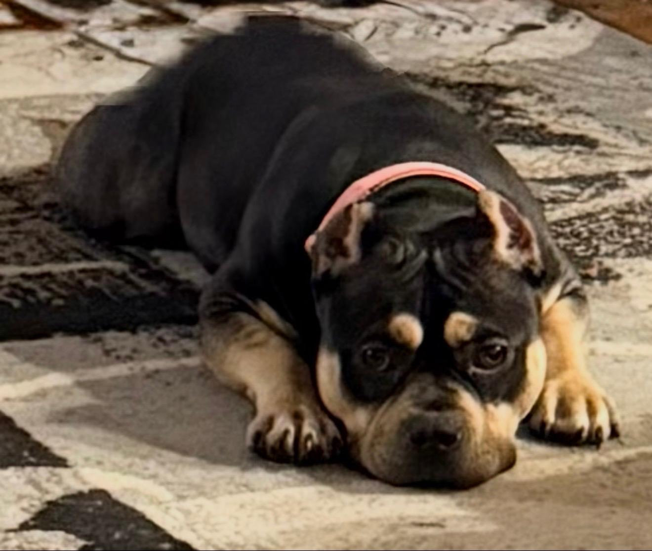 Enlarge Vivienne Walker, an adopted mixed breed in Boardman, OH image 4/6