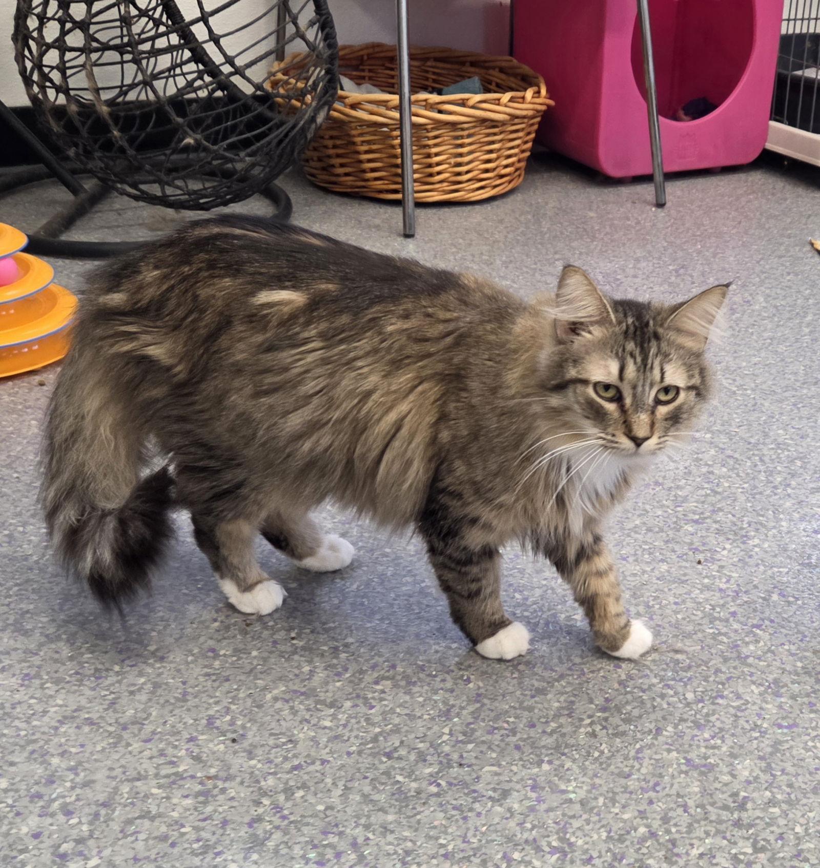 Enlarge Penny, a Adopted Domestic Long Hair in Iroquois, IL image 1/1