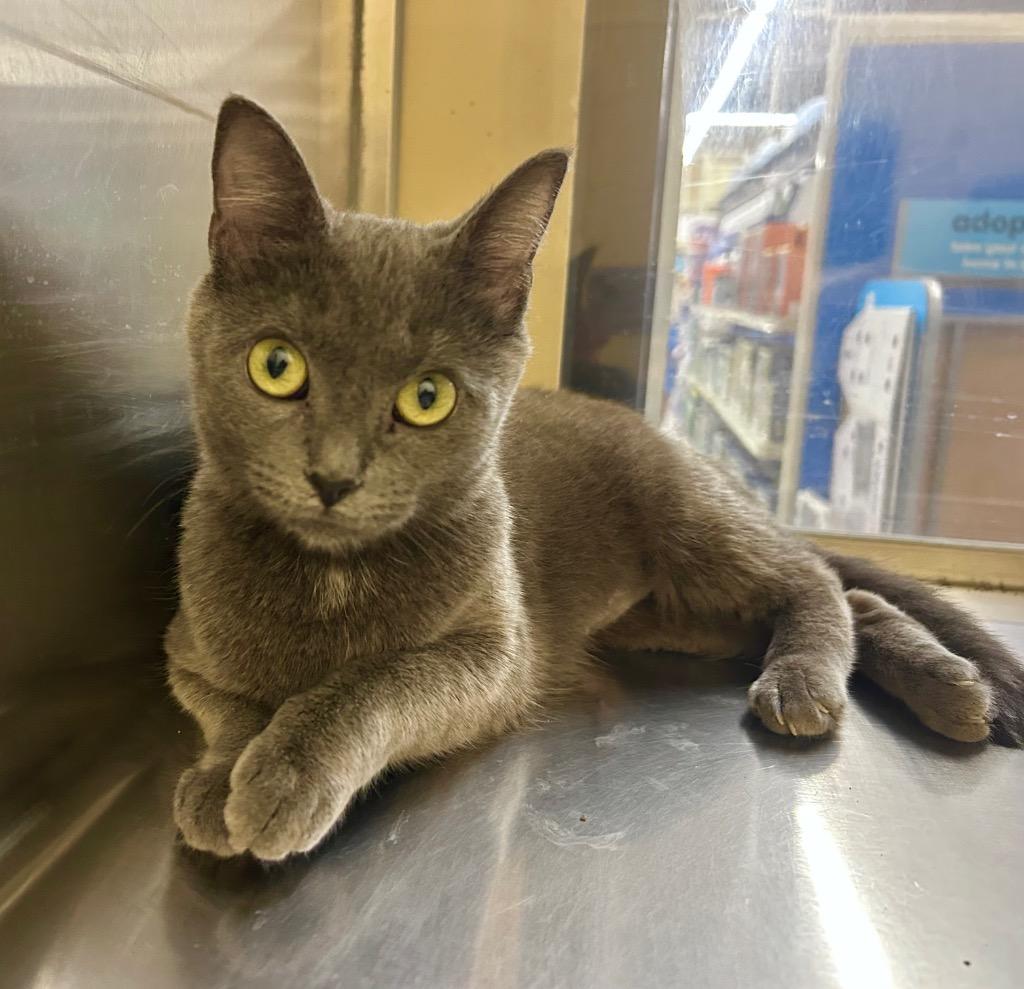 Sini, Adopted, Young Female Domestic Short Hair.