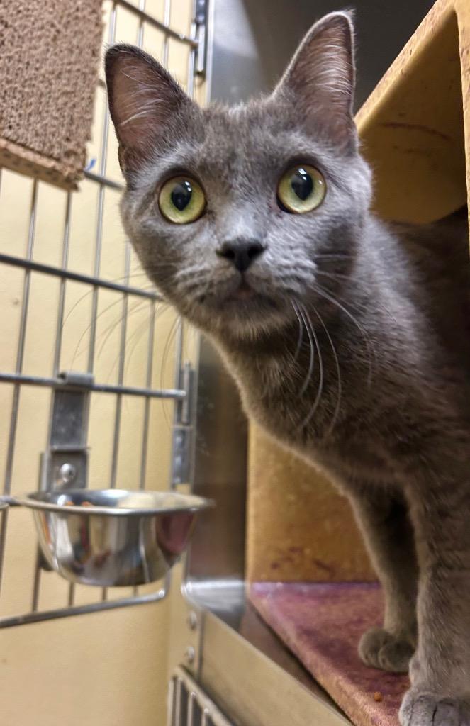 Enlarge Sini, a Adopted mixed breed in Cumming, GA image 2/2