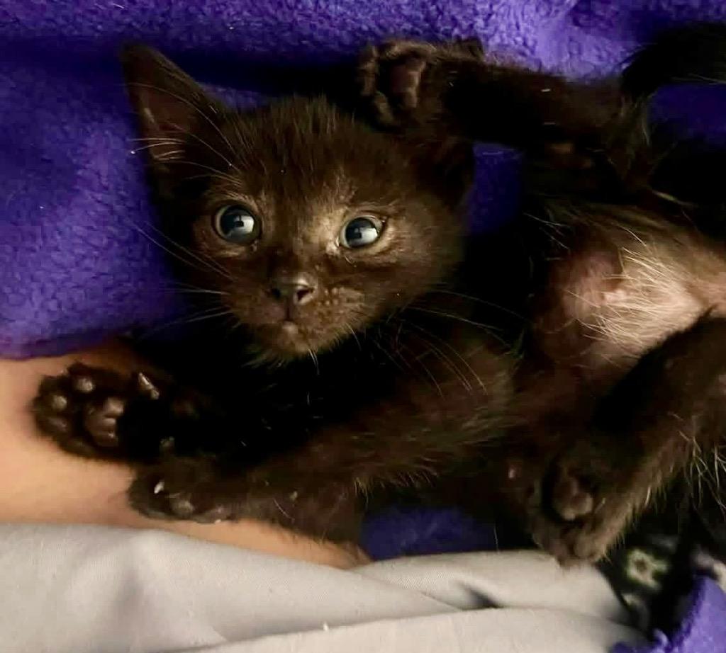 Enlarge Binxy, a Adoptable mixed breed in Leonardtown, MD image 1/1