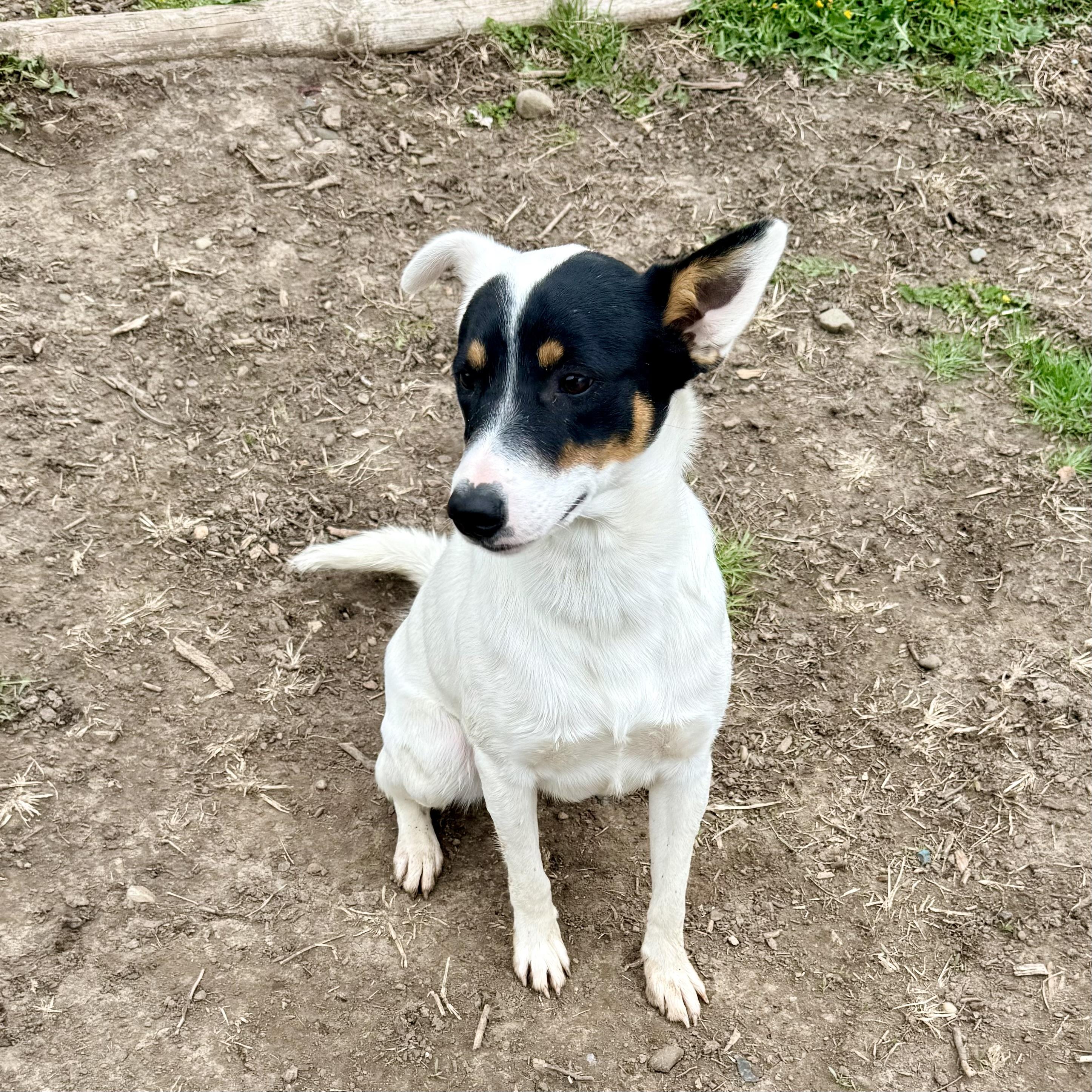 Walker, an adopted mixed breed in Albany, MO image 1/6