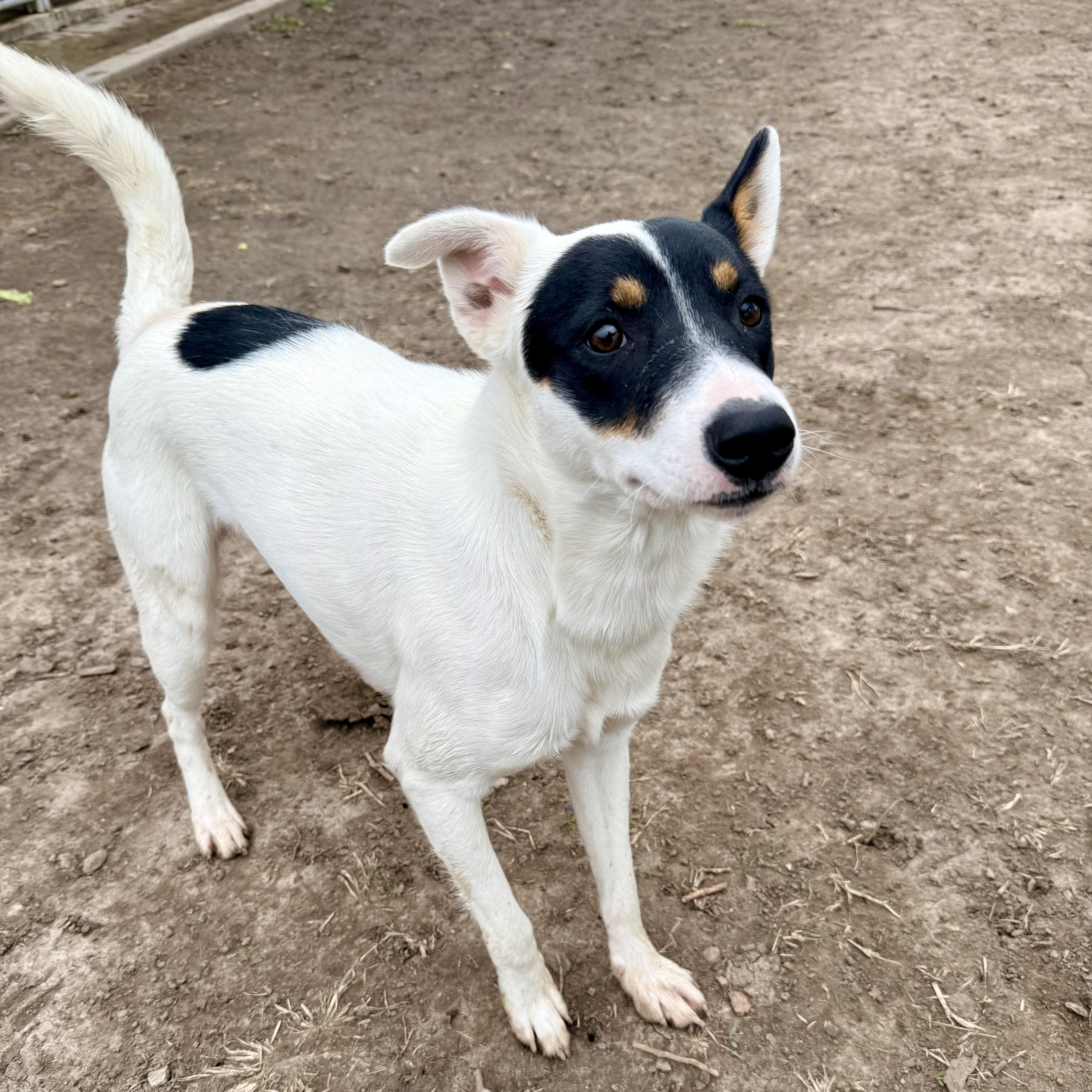Walker, an adopted mixed breed in Albany, MO image 2/6