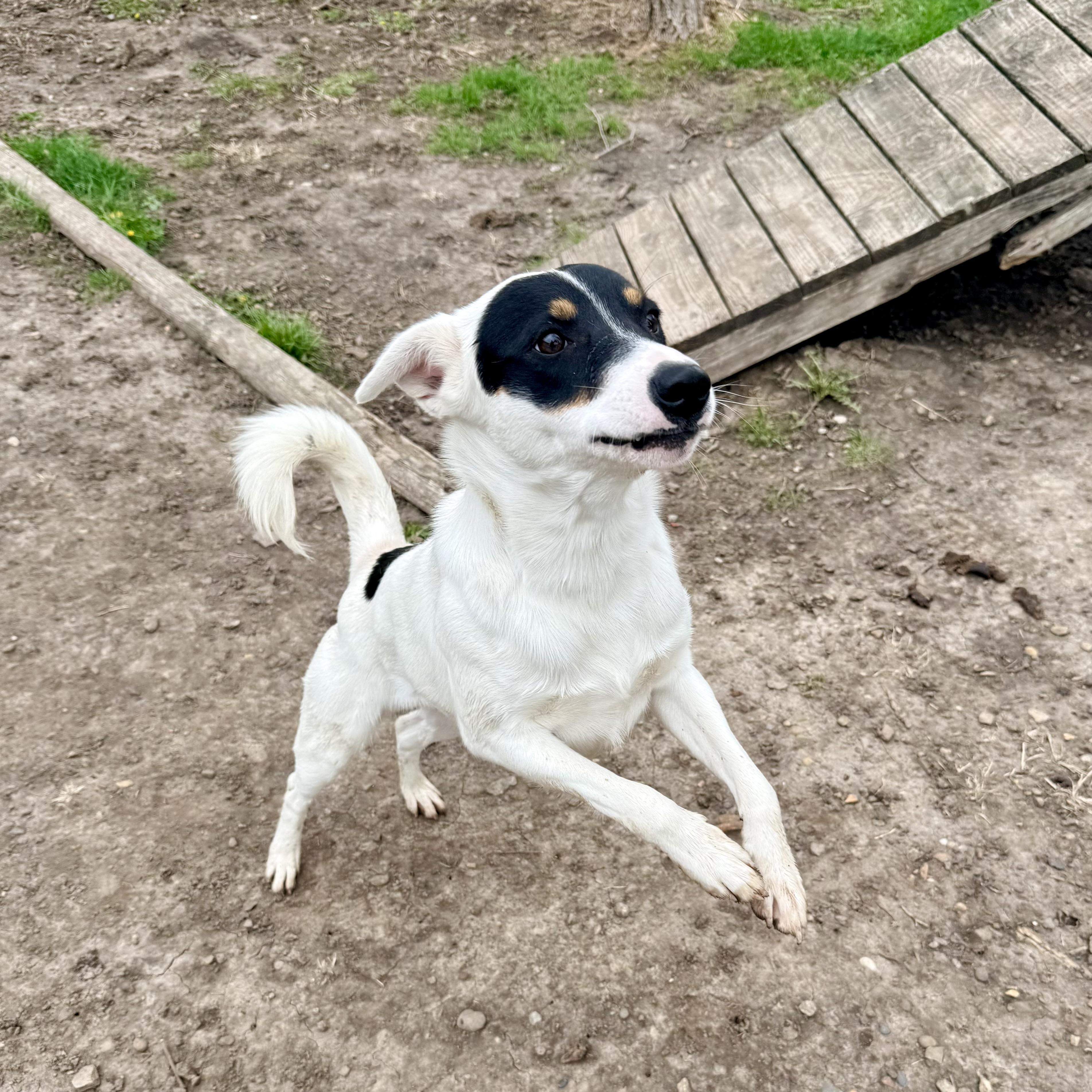 Walker, an adopted mixed breed in Albany, MO image 3/6