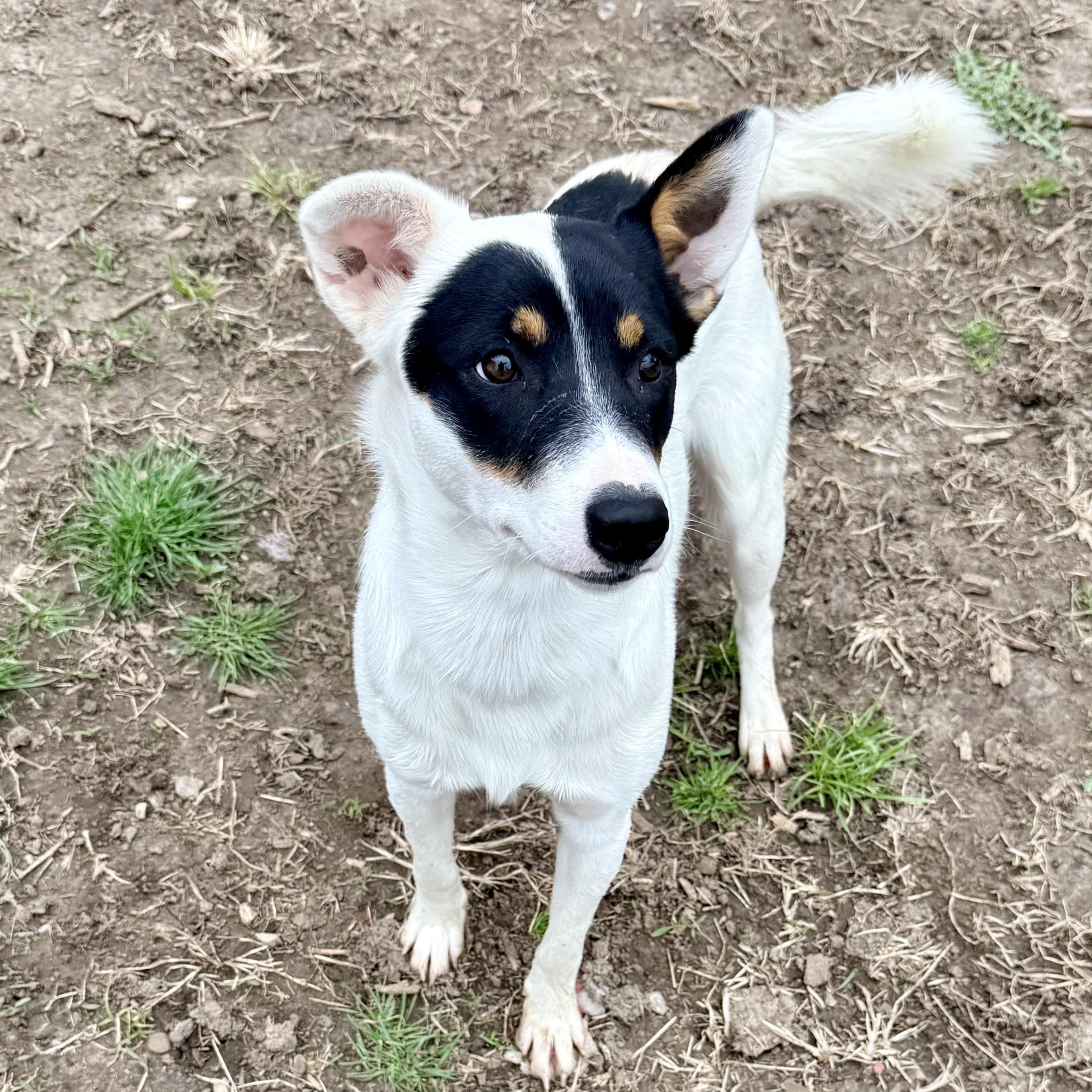 Walker, an adopted mixed breed in Albany, MO image 5/6