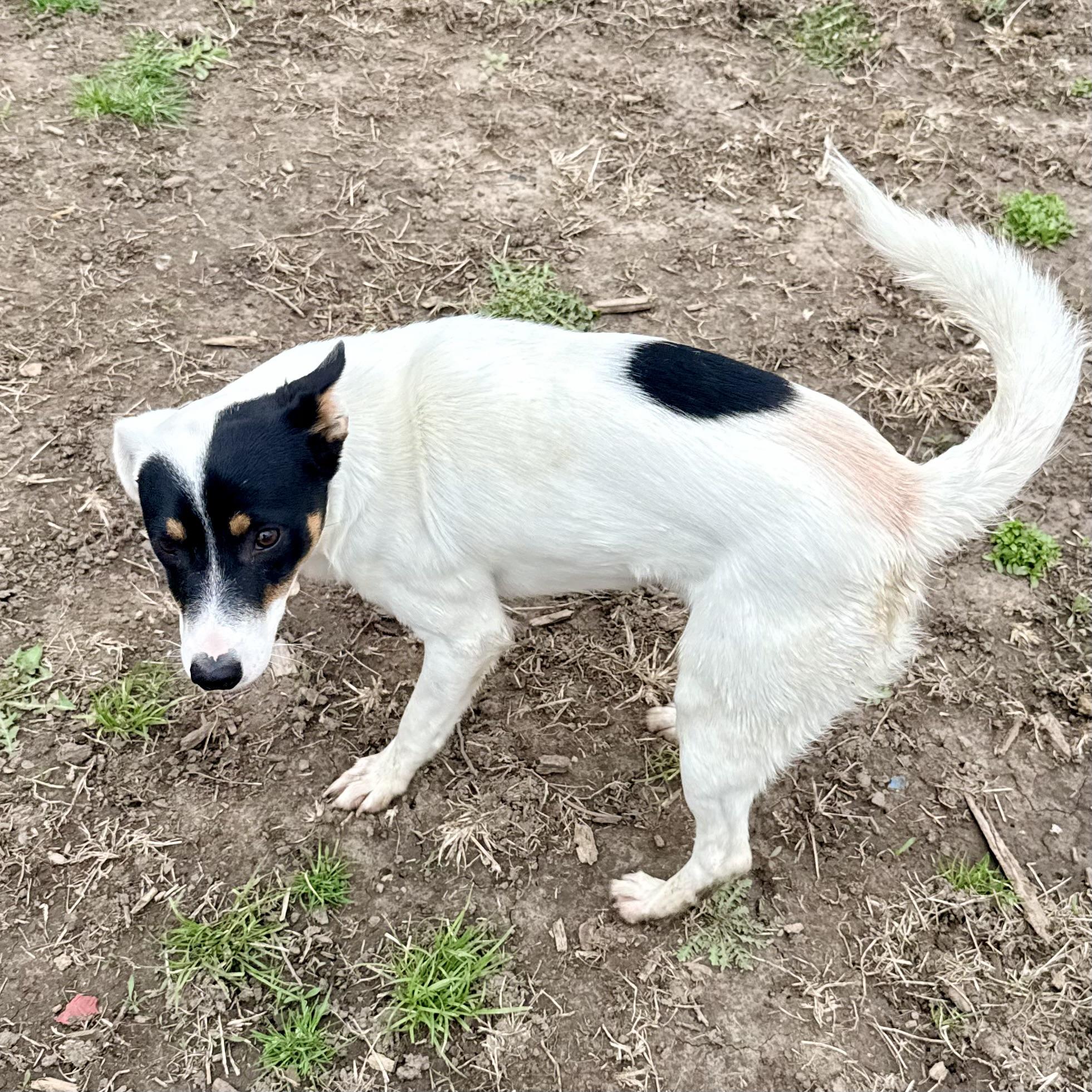 Walker, an adopted mixed breed in Albany, MO image 4/6