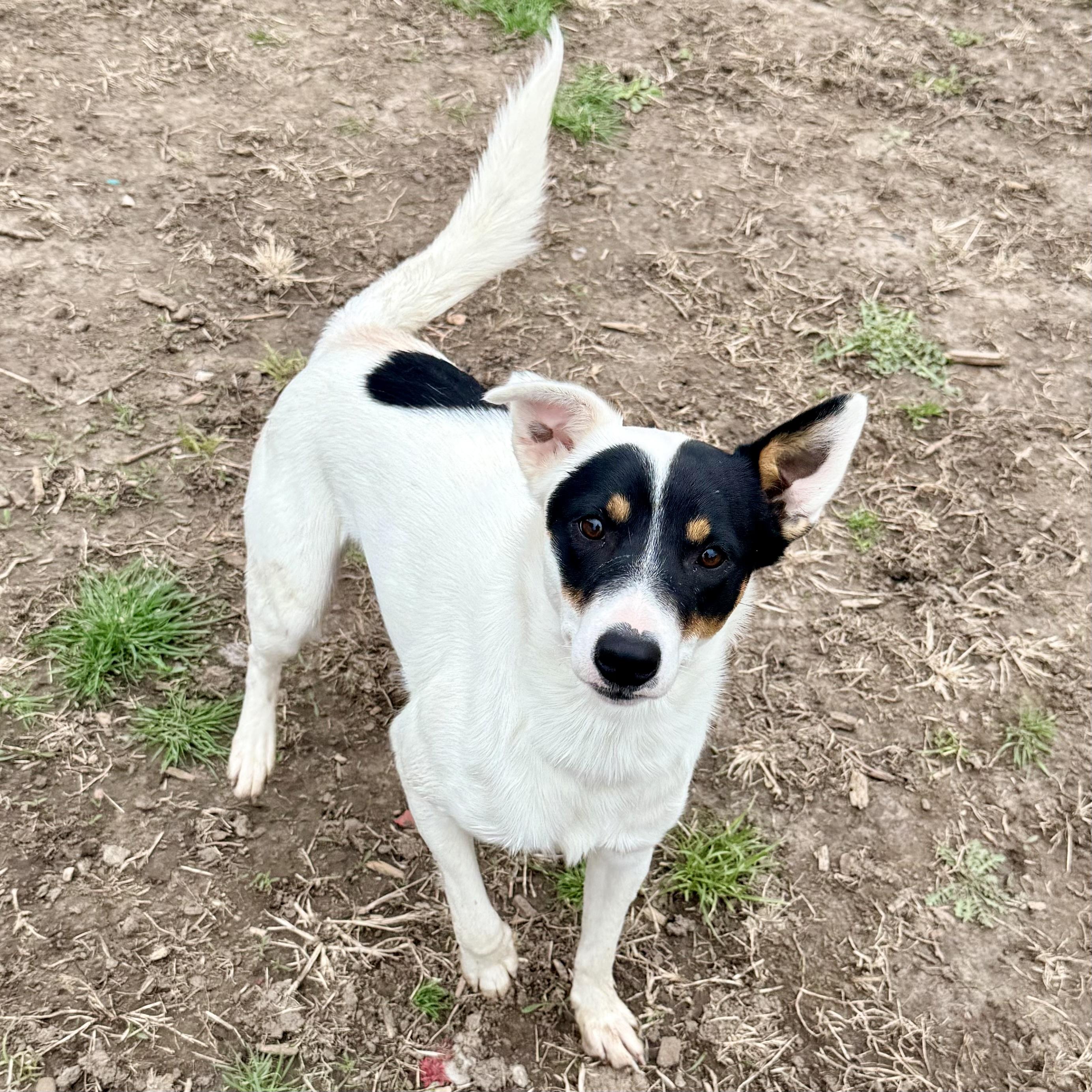 Walker, an adopted mixed breed in Albany, MO image 6/6