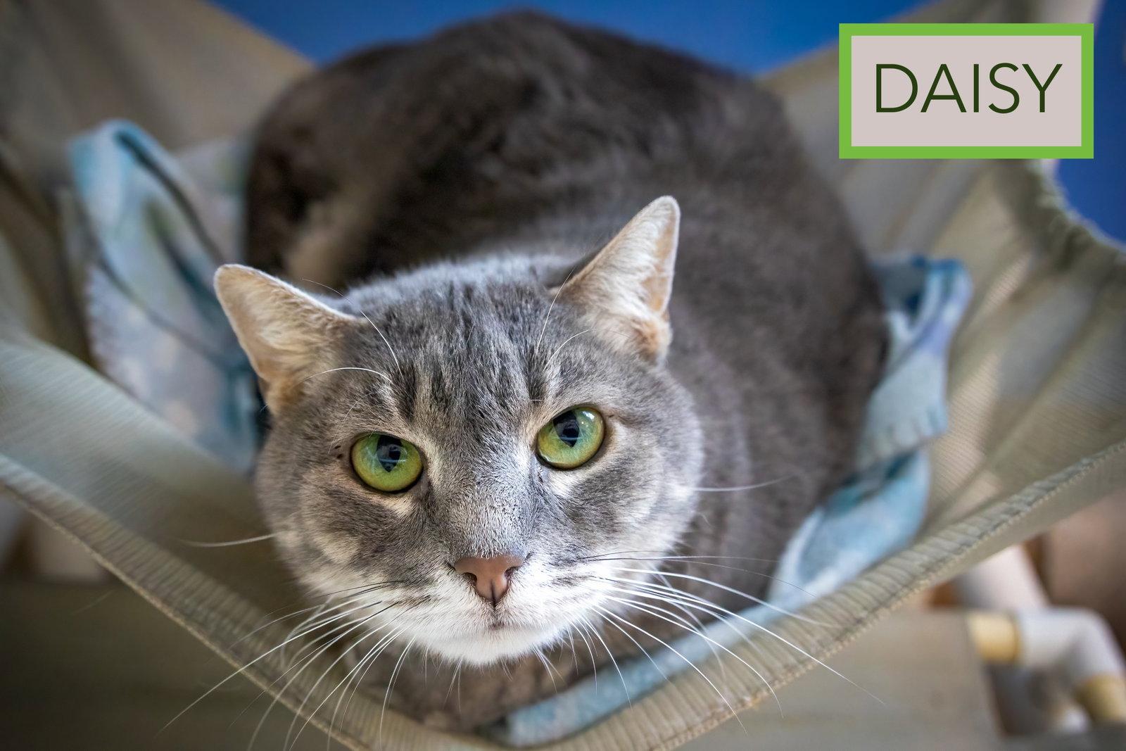 Daisy: Foster Request (FCID# 02/09/26-37 Trainer), a Adoptable Tabby in Greenville, DE image 1/3