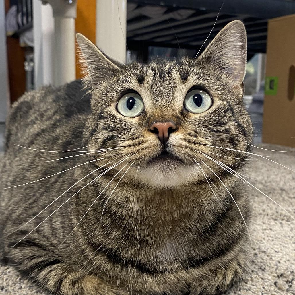 Biscuit, Adoptable, Adult Female Domestic Short Hair.