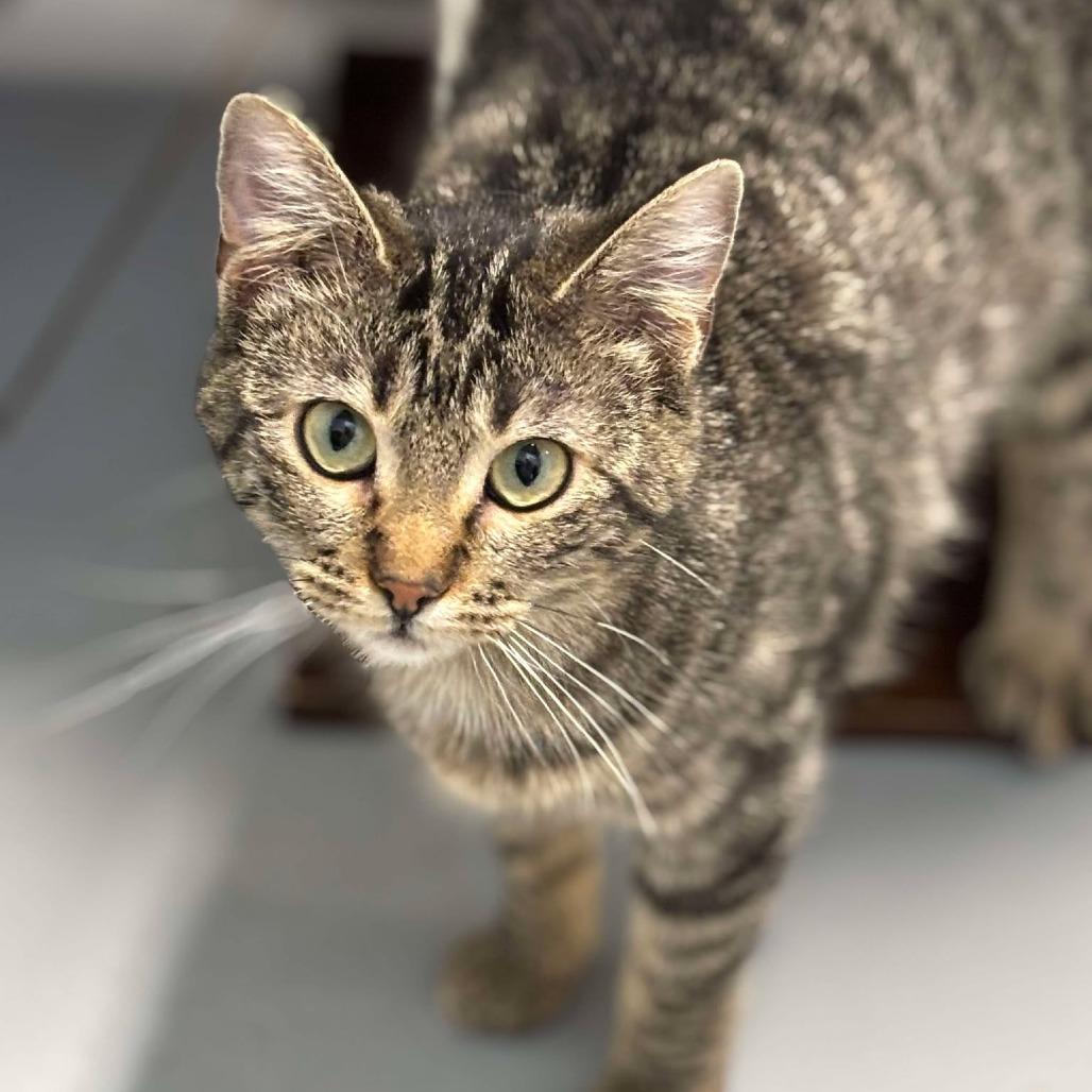 Biscuit, a Adoptable Domestic Short Hair in Sheridan, WY image 2/2