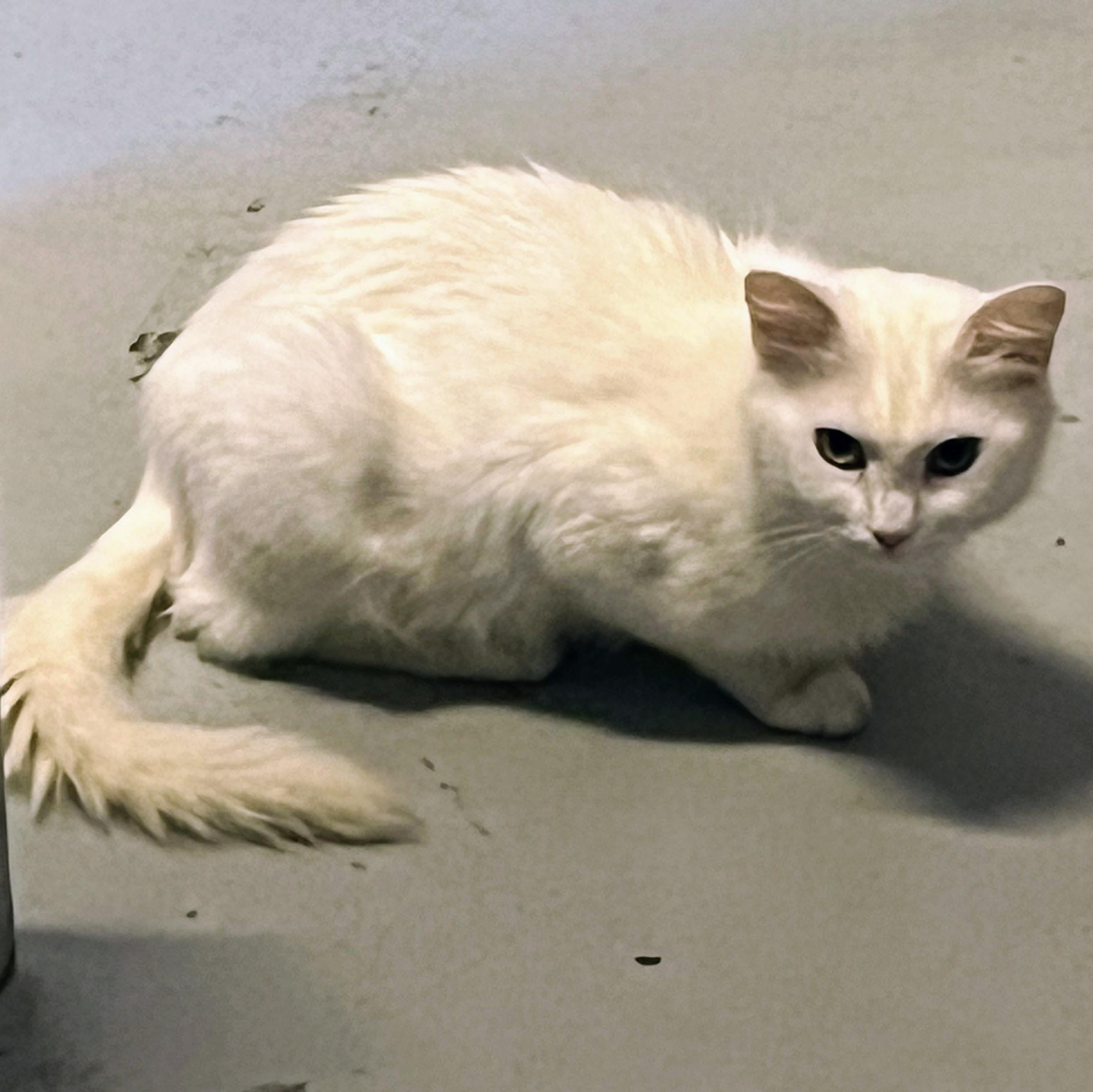 Mable @ Fat Cat Books, a Adoptable Domestic Long Hair in Tallahassee, FL image 3/3