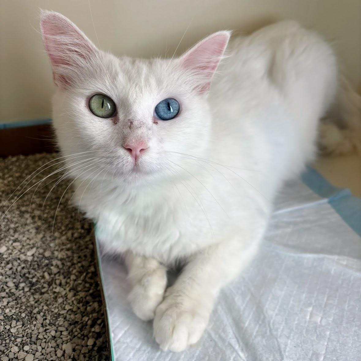 Mable @ Fat Cat Books, Adoptable, Adult Female Domestic Long Hair.