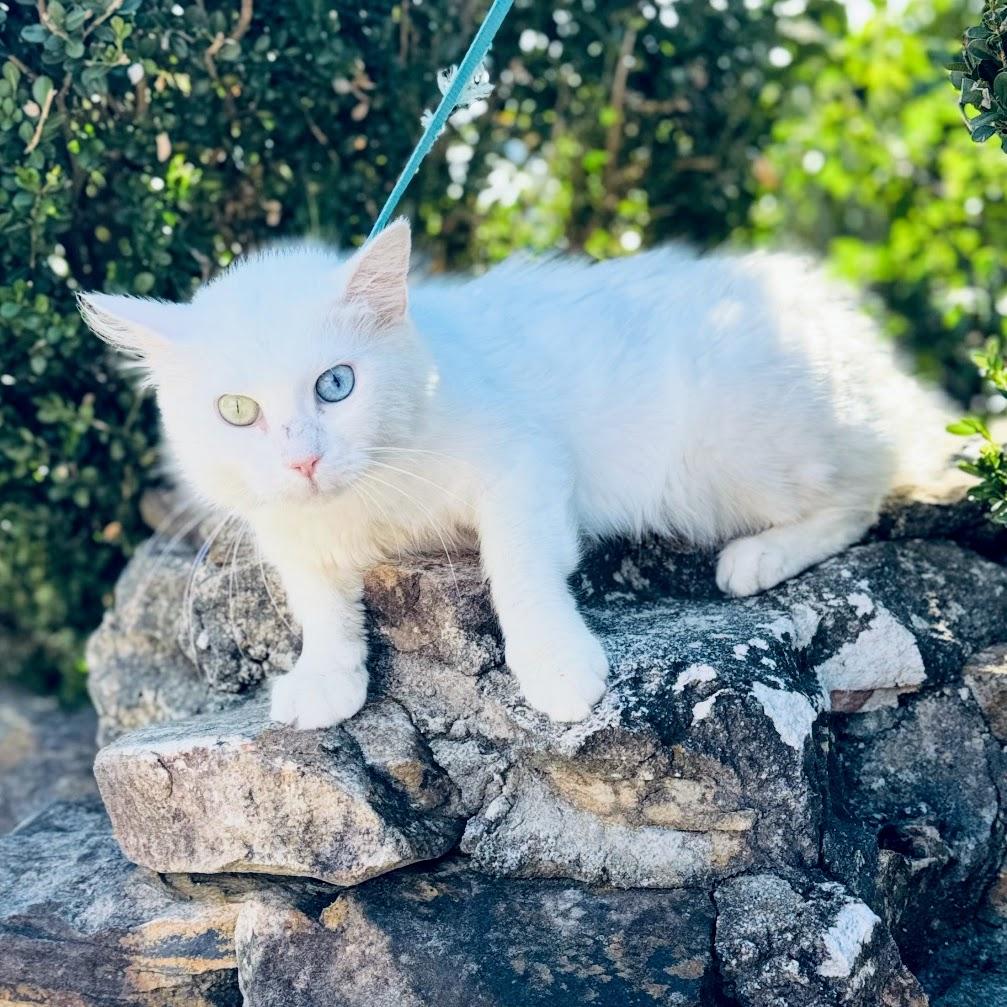 Mable @ Fat Cat Books, a Adoptable Domestic Long Hair in Tallahassee, FL image 2/3