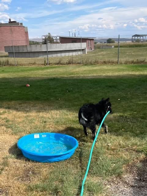Enlarge Louie, a ADOPTABLE mixed breed in Montpelier, ID image 1/3