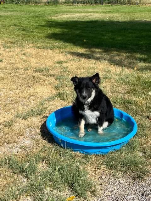 Enlarge Louie, a ADOPTABLE mixed breed in Montpelier, ID image 2/3
