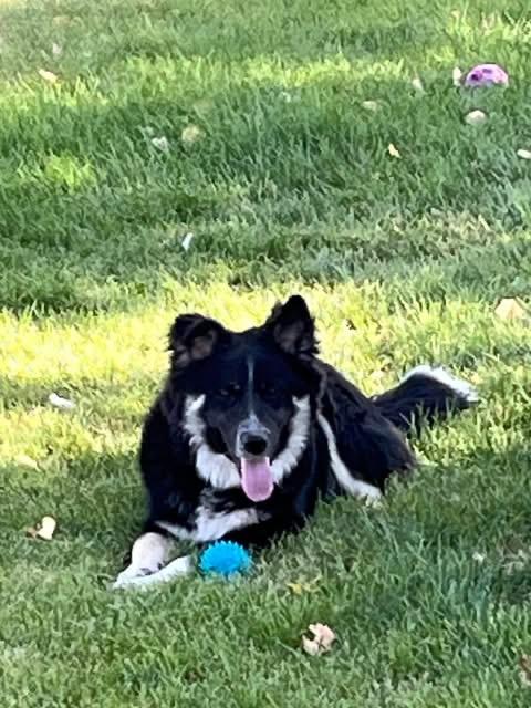 Enlarge Louie, a ADOPTABLE mixed breed in Montpelier, ID image 3/3