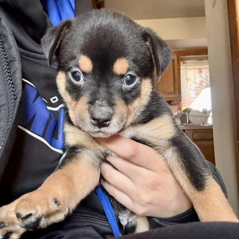 GUMBO, Adoptable, Puppy Male Terrier.