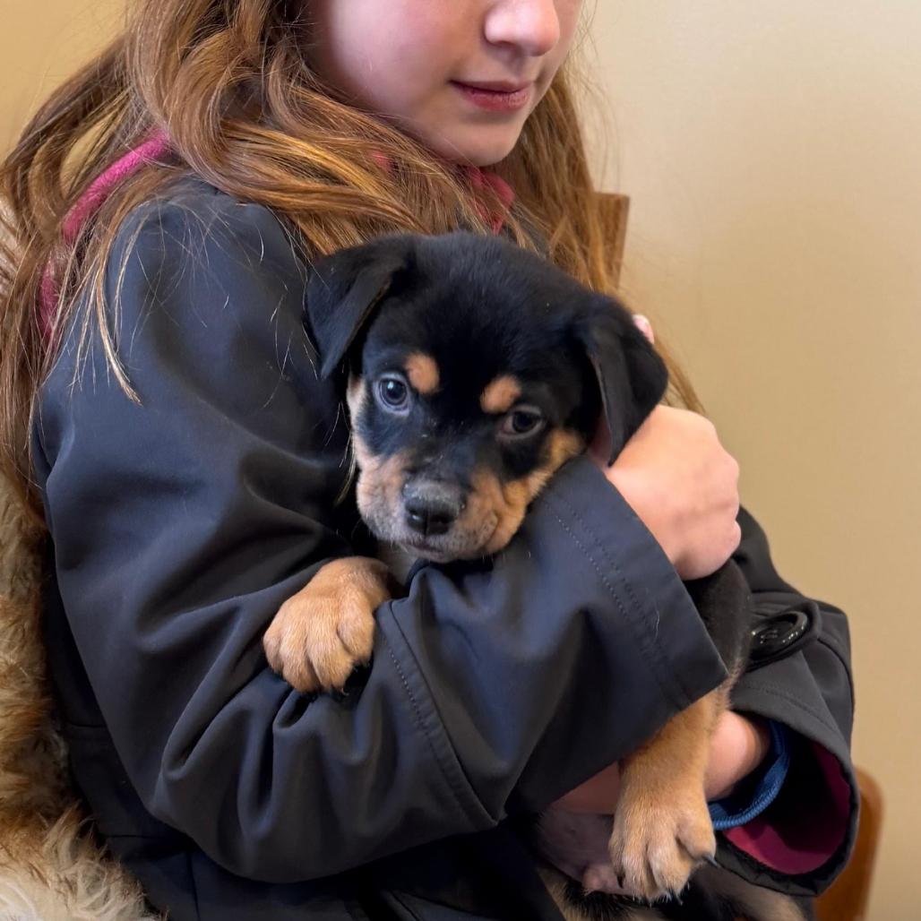 Enlarge GUMBO, a Adoptable Terrier in Atco, NJ image 2/5