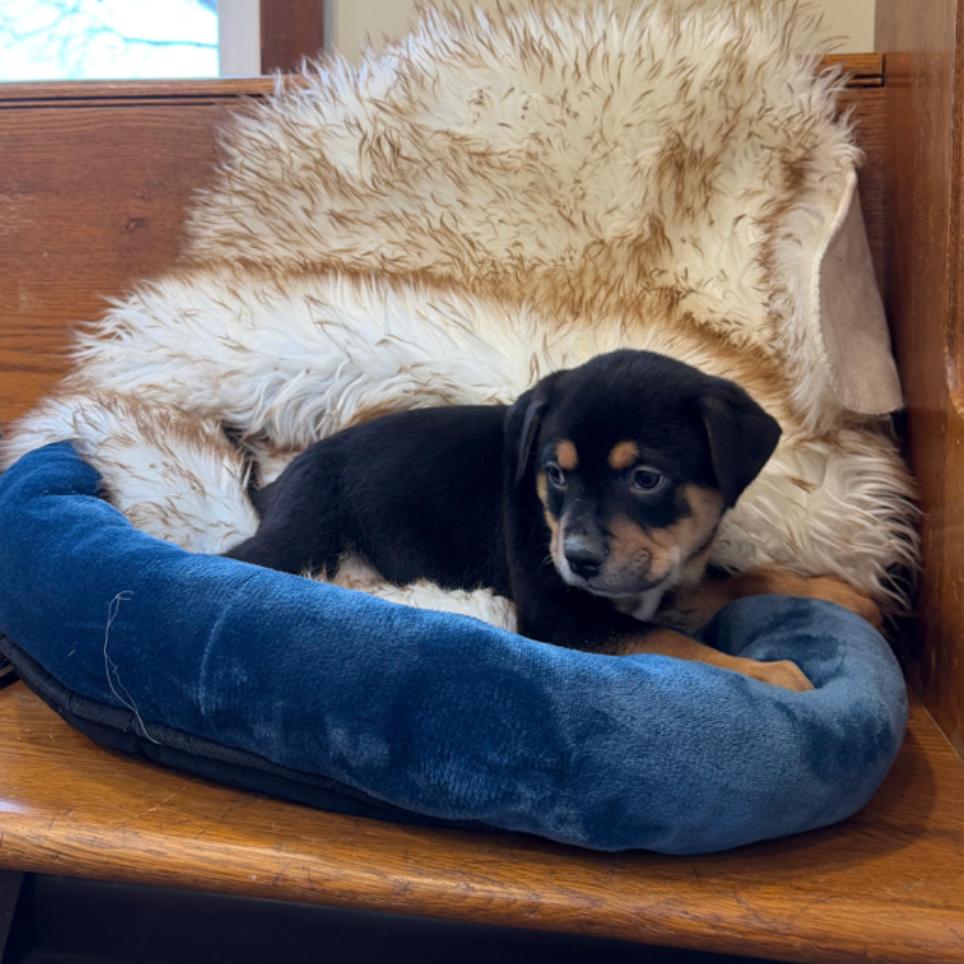 Enlarge GUMBO, a Adoptable Terrier in Atco, NJ image 3/5