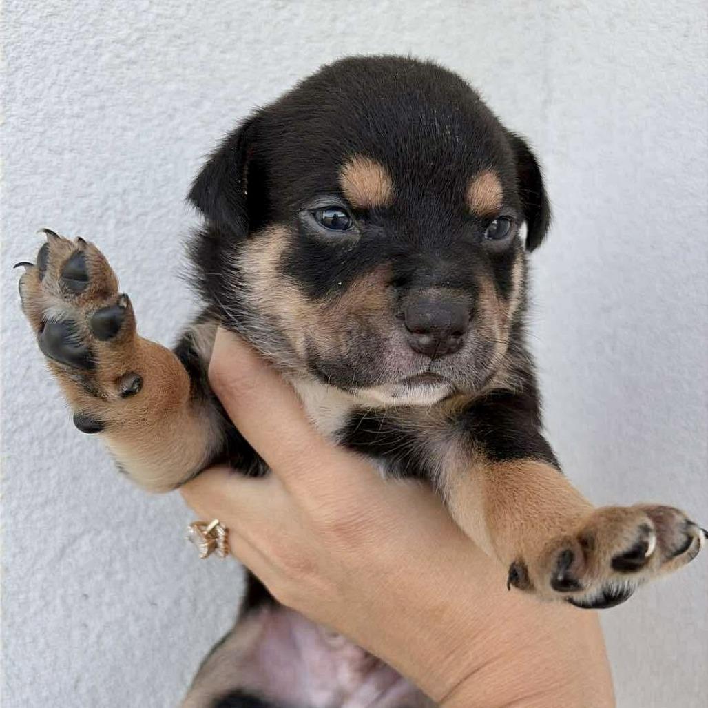 Enlarge GUMBO, a Adoptable Terrier in Atco, NJ image 4/5