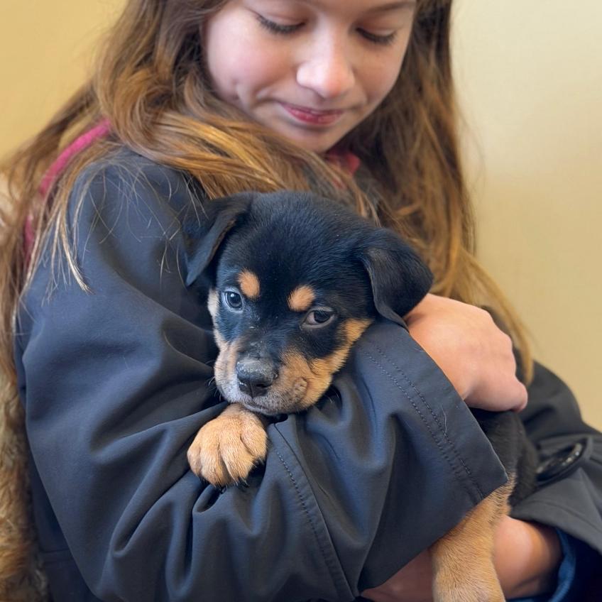 Enlarge GUMBO, a Adoptable Terrier in Atco, NJ image 5/5