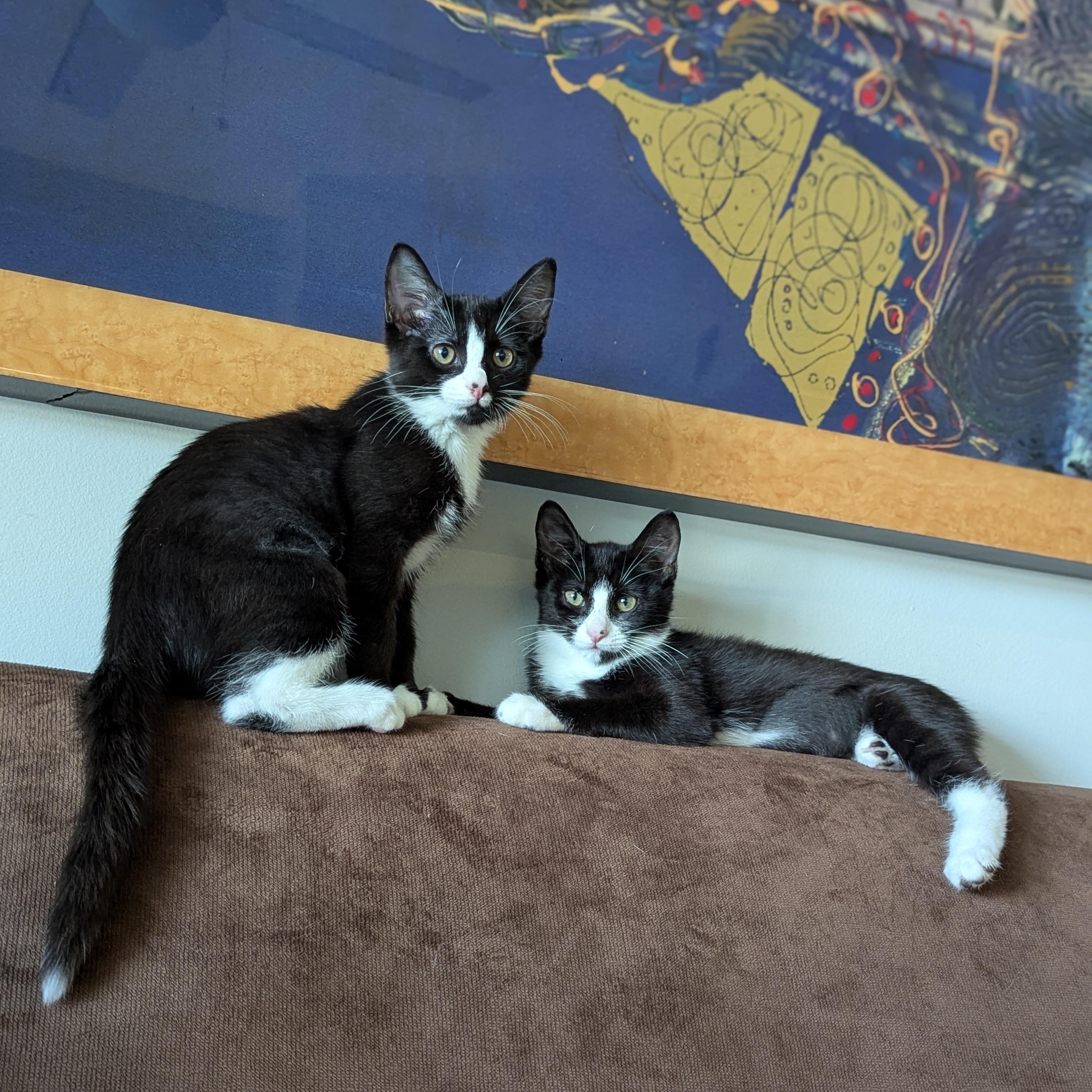Bliss (Powerpuff crew), a Adoptable Domestic Short Hair in Atlanta, GA image 6/6